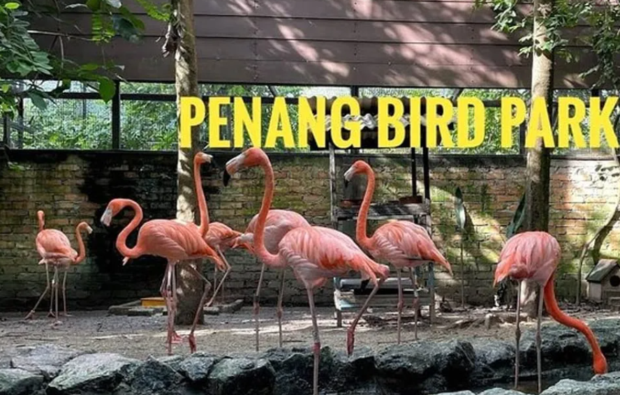 Avoid This Mistake When Visiting Penang Bird Park (Stay Location Matters)